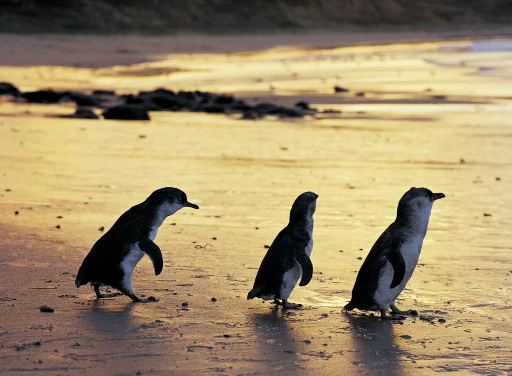 Visit St Kilda and Watch the Penguins